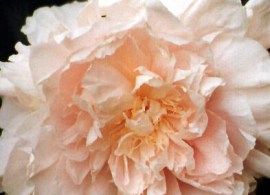 peony chiffon parfait